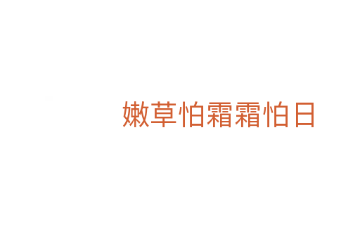 嫩草怕霜霜怕日
