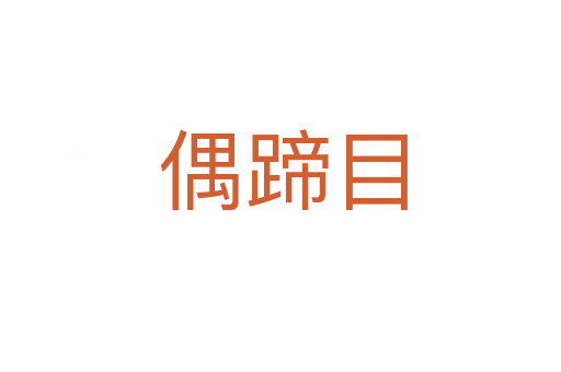 偶蹄目