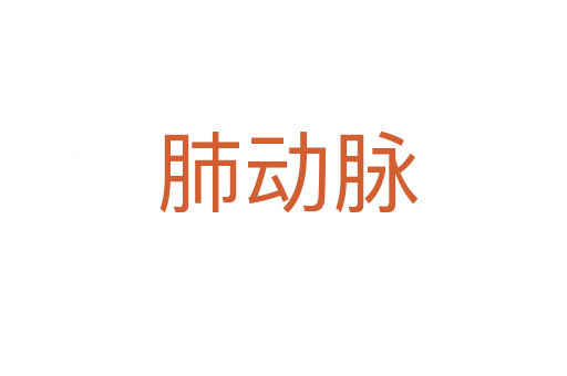 肺动脉