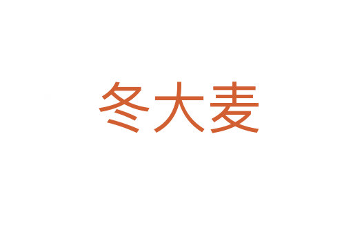 冬大麦