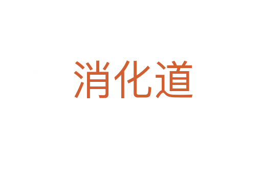 消化道