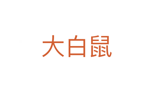 大白鼠