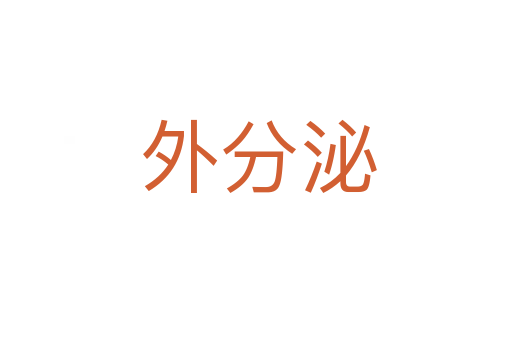 外分泌
