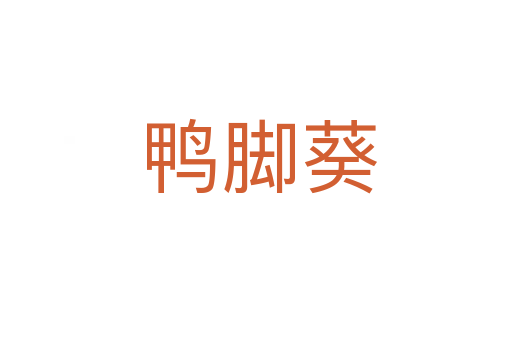 鸭脚葵