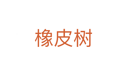 橡皮树