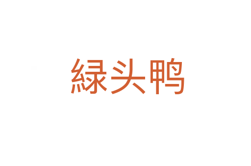 緑头鸭