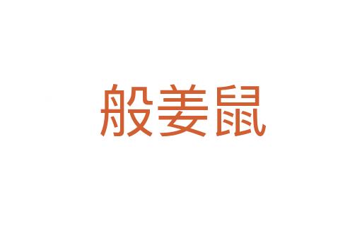 般姜鼠