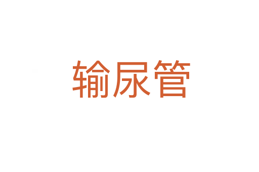 输尿管