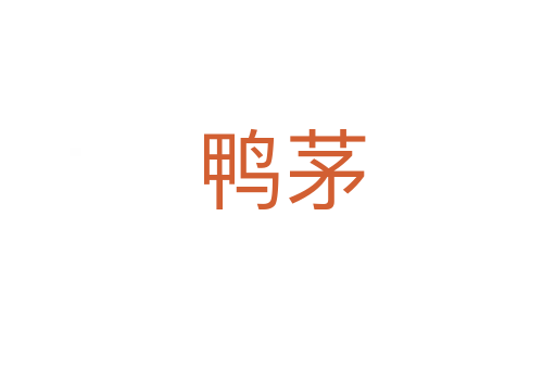鸭茅