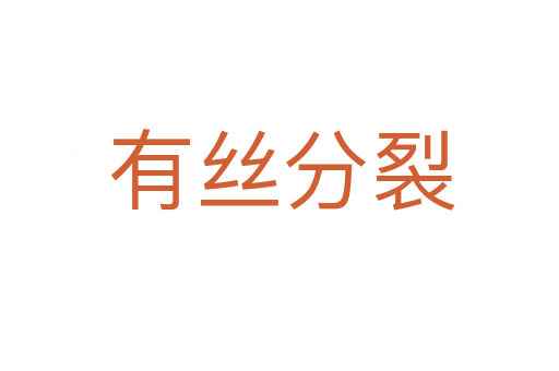 有丝分裂