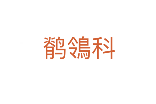 鹡鴒科
