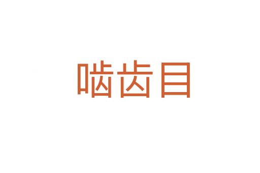 啮齿目