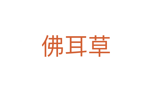 佛耳草