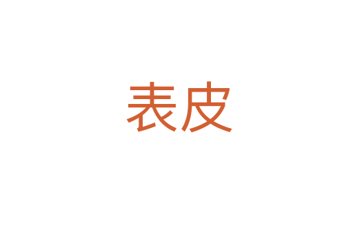 表皮
