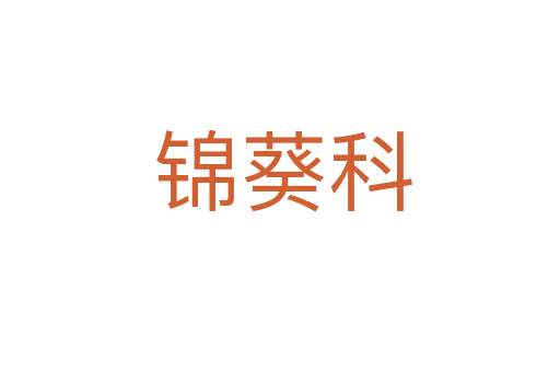 锦葵科