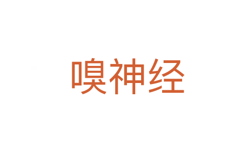 嗅神经
