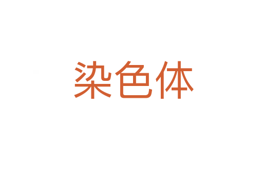 染色体